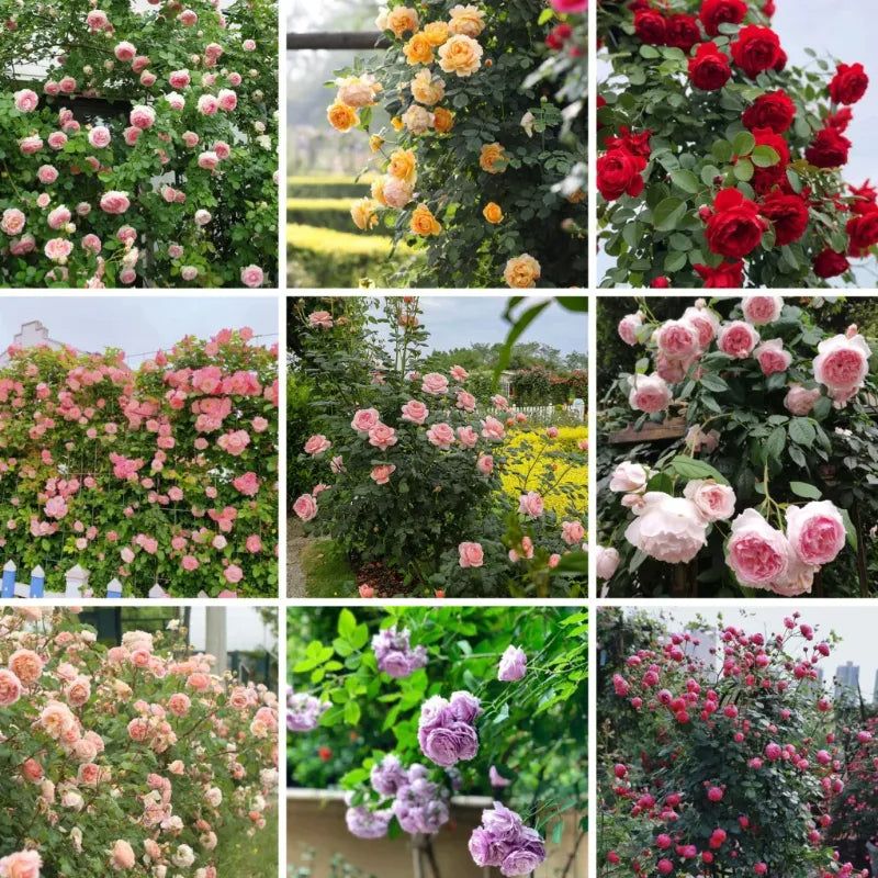 Elegant Climbing Rose Flower Seeds